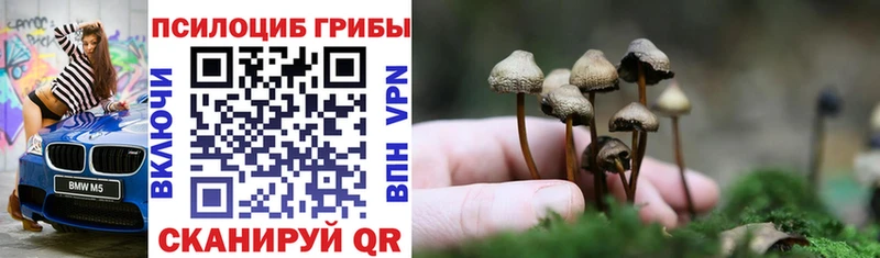 Купить где  Кыштым  Галлюциногенные грибы Psilocybe 